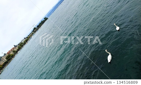 Zurich, Switzerland - August 14 2022: Swan at Zurich Lake 134516809