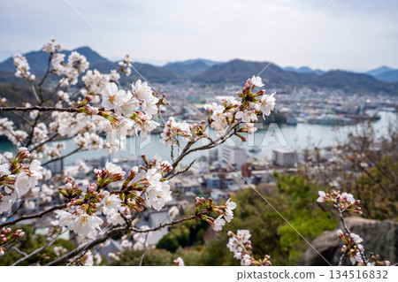 櫻花和尾道市景 134516832