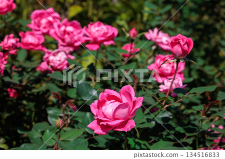 粉紅色的雙淘汰花在花園裡美麗地綻放 134516833