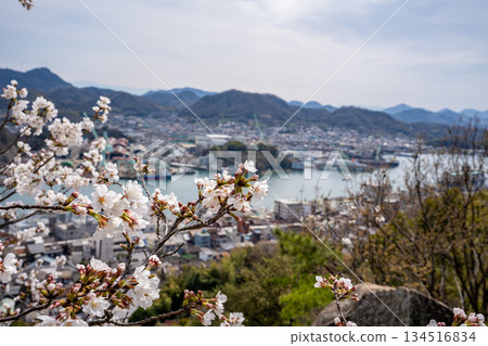 櫻花和尾道市景 134516834