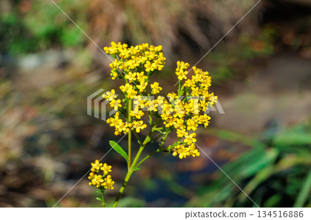 Beautiful Ominaeshi flowers blooming in the autumn garden Beautiful Ominaeshi flowers blooming in the autumn garden 134516886
