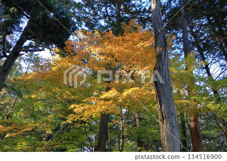 The colored autumn leaves, koyo, at Chusonji Buddhist Temple in Hiraizumi town, Iwate prefecture of Japan in mid-November 134516900