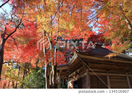 The colored autumn leaves, koyo, at Chusonji Buddhist Temple in Hiraizumi town, Iwate prefecture of Japan in mid-November 134516907