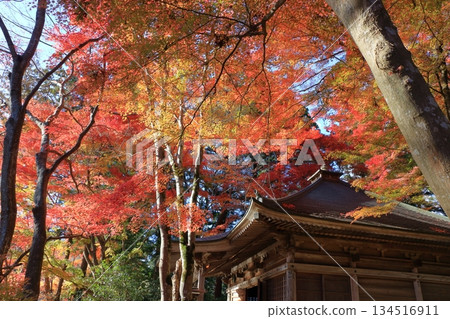 The colored autumn leaves, koyo, at Chusonji Buddhist Temple in Hiraizumi town, Iwate prefecture of Japan in mid-November The colored autumn leaves, koyo, at Chusonji Buddhist Temple in Hiraizumi town, Iwate prefecture of Japan in mid-November 134516911