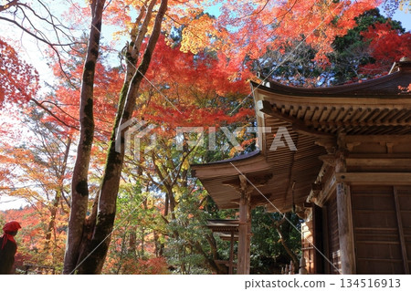 The colored autumn leaves, koyo, at Chusonji Buddhist Temple in Hiraizumi town, Iwate prefecture of Japan in mid-November 134516913