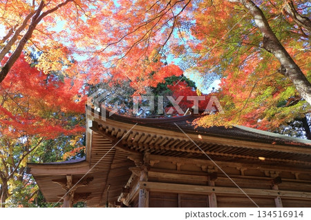 The colored autumn leaves, koyo, at Chusonji Buddhist Temple in Hiraizumi town, Iwate prefecture of Japan in mid-November 134516914