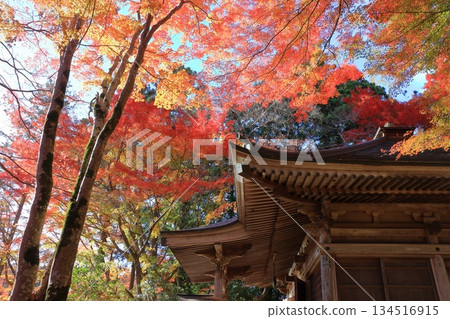 The colored autumn leaves, koyo, at Chusonji Buddhist Temple in Hiraizumi town, Iwate prefecture of Japan in mid-November 134516915
