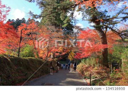 The colored autumn leaves, koyo, at Chusonji Buddhist Temple in Hiraizumi town, Iwate prefecture of Japan in mid-November The colored autumn leaves, koyo, at Chusonji Buddhist Temple in Hiraizumi town, Iwate prefecture of Japan in mid-November 134516930