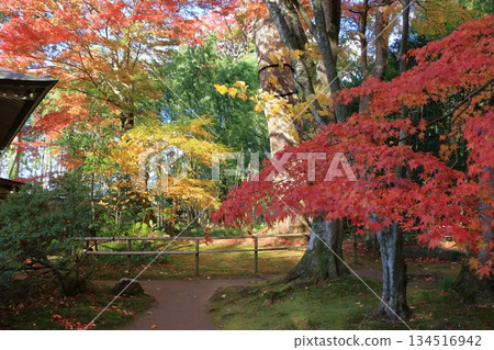 The colored autumn leaves, koyo, at Chusonji Buddhist Temple in Hiraizumi town, Iwate prefecture of Japan in mid-November The colored autumn leaves, koyo, at Chusonji Buddhist Temple in Hiraizumi town, Iwate prefecture of Japan in mid-November 134516942