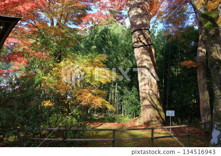 The colored autumn leaves, koyo, at Chusonji Buddhist Temple in Hiraizumi town, Iwate prefecture of Japan in mid-November The colored autumn leaves, koyo, at Chusonji Buddhist Temple in Hiraizumi town, Iwate prefecture of Japan in mid-November 134516943