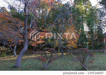The colored autumn leaves, koyo, at Chusonji Buddhist Temple in Hiraizumi town, Iwate prefecture of Japan in mid-November The colored autumn leaves, koyo, at Chusonji Buddhist Temple in Hiraizumi town, Iwate prefecture of Japan in mid-November 134516947