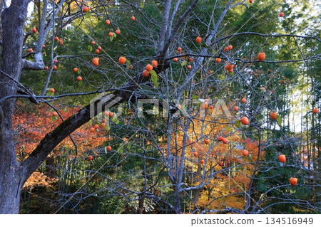 The colored autumn leaves, koyo, at Chusonji Buddhist Temple in Hiraizumi town, Iwate prefecture of Japan in mid-November The colored autumn leaves, koyo, at Chusonji Buddhist Temple in Hiraizumi town, Iwate prefecture of Japan in mid-November 134516949