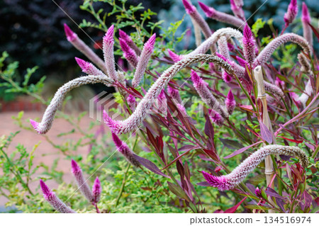 Sophora japonica flowers blooming in an autumn garden Sophora japonica flowers blooming in an autumn garden 134516974
