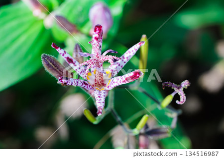 秋天花園裡盛開的美麗的 hototogi 花的特寫 134516987