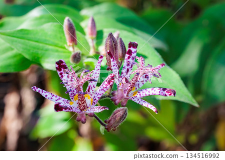 秋天花園裡盛開的美麗的 hototogi 花的特寫 134516992