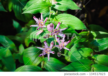 秋天花園裡盛開的美麗的hototogisu花 134517023