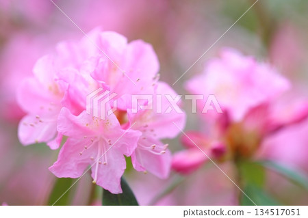 Pink rhododendron flower Pink rhododendron flower 134517051