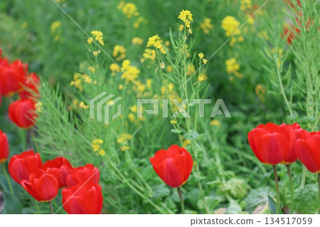 Red tulip Red tulip 134517059