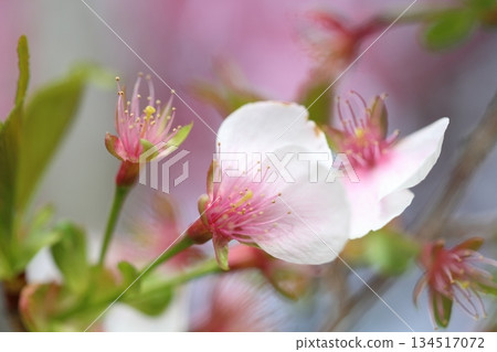 散落的櫻花 134517072