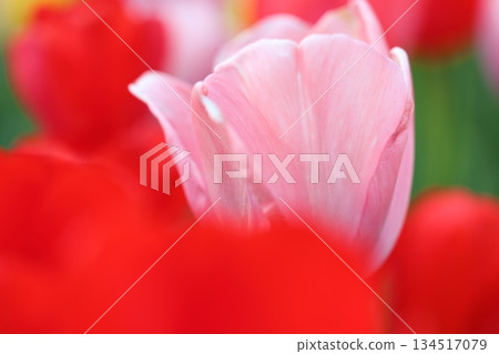 Pink and red tulips Pink and red tulips 134517079