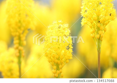 黃花 134517088