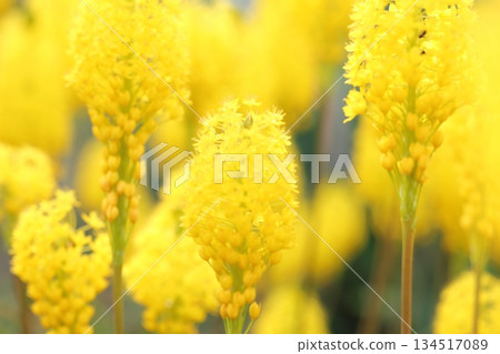 黃花 黃花 134517089