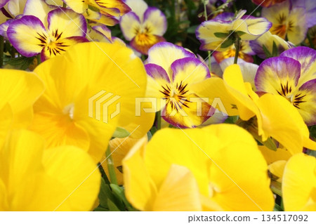五顏六色的蝴蝶花花 五顏六色的蝴蝶花花 134517092