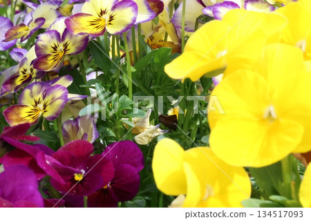 五顏六色的蝴蝶花花 五顏六色的蝴蝶花花 134517093