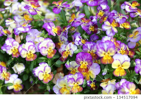 五顏六色的蝴蝶花花 134517094