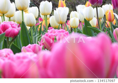 燦爛的鬱金香 134517097