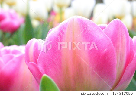 燦爛的鬱金香 134517099