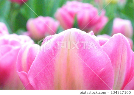 粉紅色的鬱金香 134517100