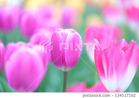 燦爛的鬱金香 134517102