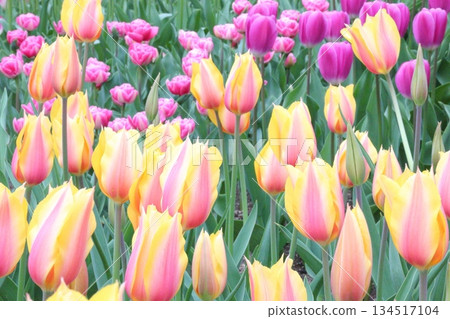 Brilliant tulips 134517104