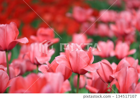 Brilliant tulips Brilliant tulips 134517107