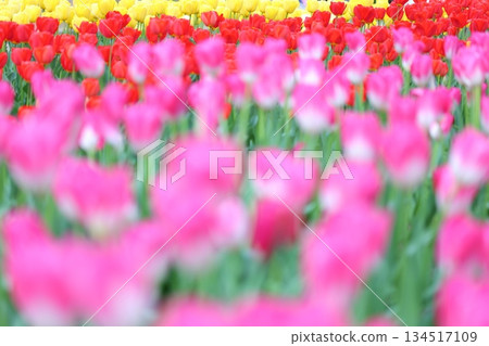 Brilliant tulips 134517109