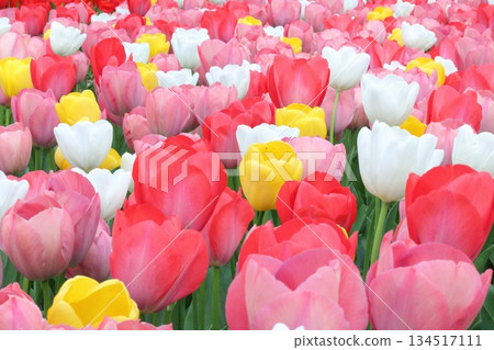 燦爛的鬱金香 134517111