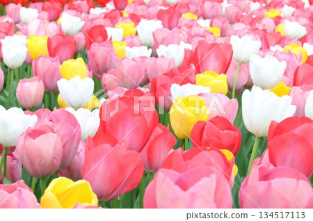 燦爛的鬱金香 134517113