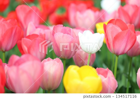 Brilliant tulips 134517116
