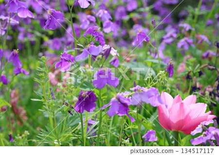 Pink tulip Pink tulip 134517117