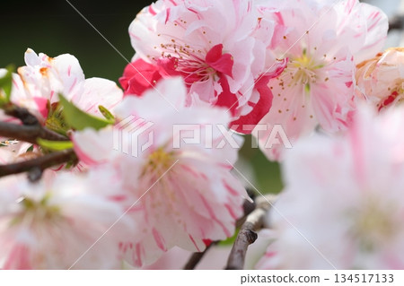 Gorgeous peach blossoms Gorgeous peach blossoms 134517133