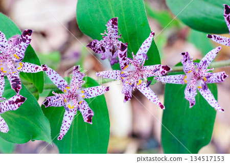 Many beautiful cuckoo flowers blooming in the autumn garden 134517153