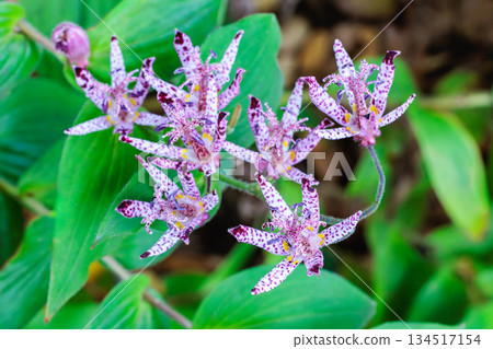 Many beautiful cuckoo flowers blooming in the autumn garden 134517154