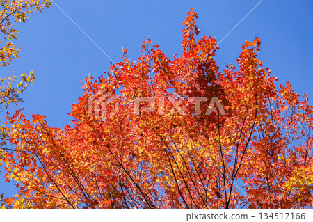 Beautiful foliage view of trident maples in an autumn forest Beautiful foliage view of trident maples in an autumn forest 134517166