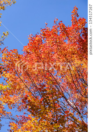 Beautiful foliage view of trident maples in an autumn forest Beautiful foliage view of trident maples in an autumn forest 134517167