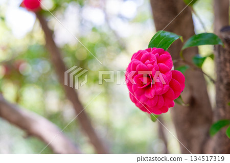 京都府宇治市大吉山上盛開的紅色重瓣山茶花 京都府宇治市大吉山上盛開的紅色重瓣山茶花 134517319