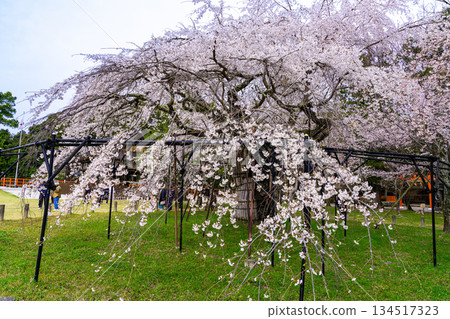 [World Heritage Site: Cultural Assets of Ancient Kyoto] [Ichinomiya Shrine of Yamashiro Province] Saio Sakura Cherry Blossoms of Kamigamo Shrine 2, Kita Ward, Kyoto City, Kyoto Prefecture 134517323