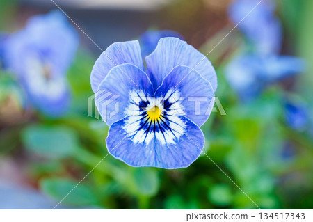 Beautiful viola flowers blooming in an autumn garden Beautiful viola flowers blooming in an autumn garden 134517343