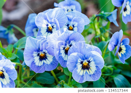 秋日花園裡盛開著美麗的紫羅蘭花 秋日花園裡盛開著美麗的紫羅蘭花 134517344