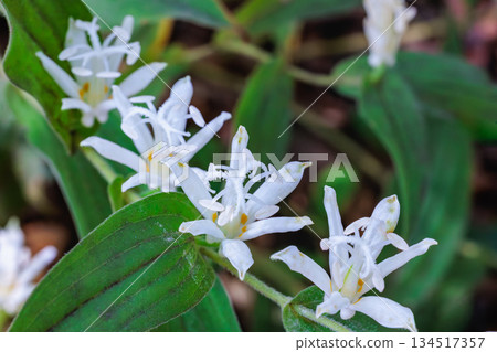 秋日花園中盛開的美麗白色杜鵑花的特寫 134517357